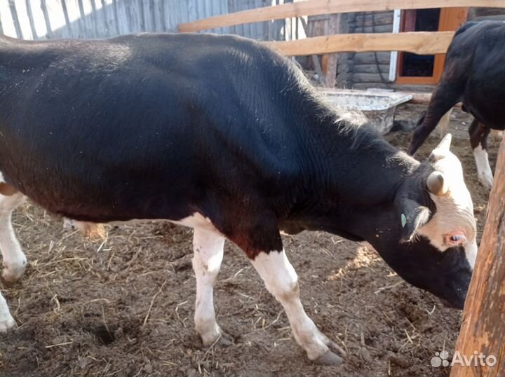 Бычки семмэнтал не на мясо