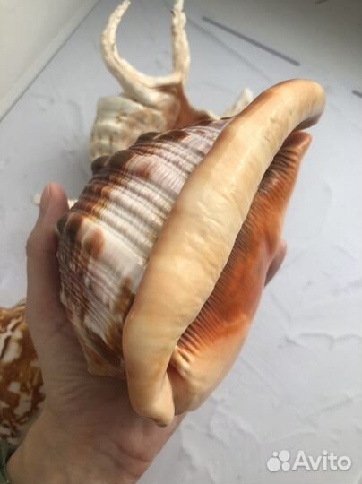 Ракушки Морские раковины