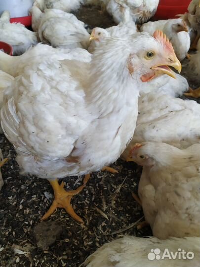 Куры бройлеры