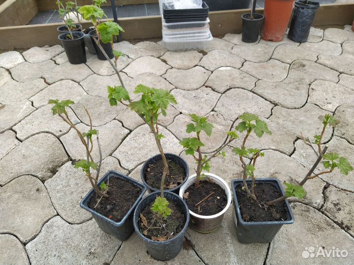 Саженцы черной смородины