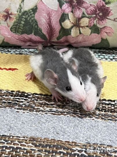 Крысята дамбо рекс хаски