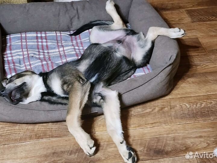 Щенок в добрые руки