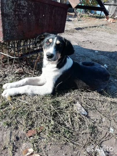 Щенок подросток