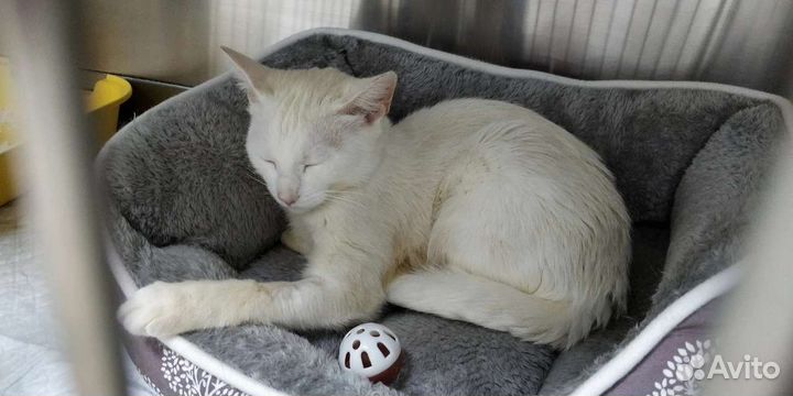 Кошка с голубыми глазами