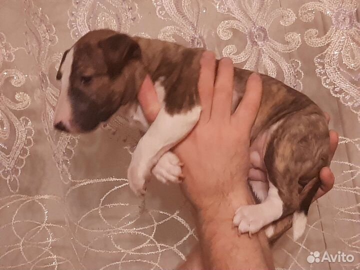 Минибуляшка Тиграшка