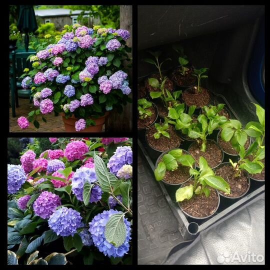 Продам Гортензию 