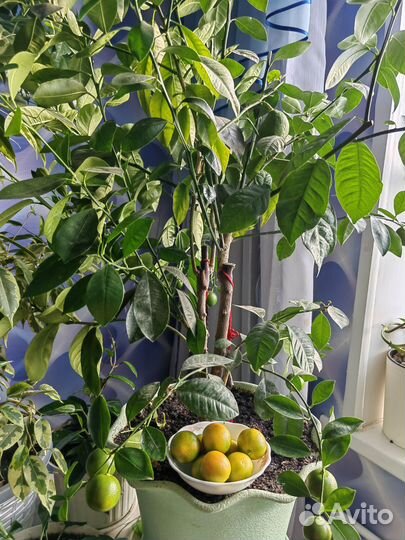 Каламандин