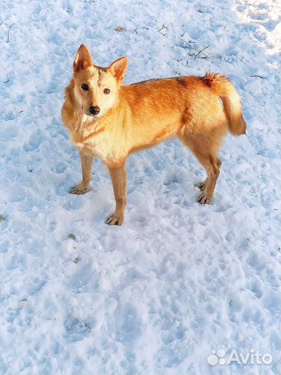 Красивая и нежная собачка - лисичка дана