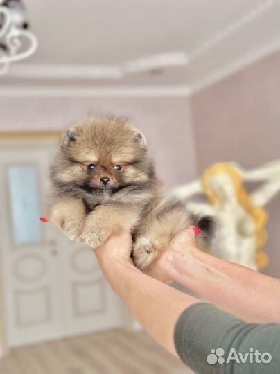 Померанский шпиц мини мишка