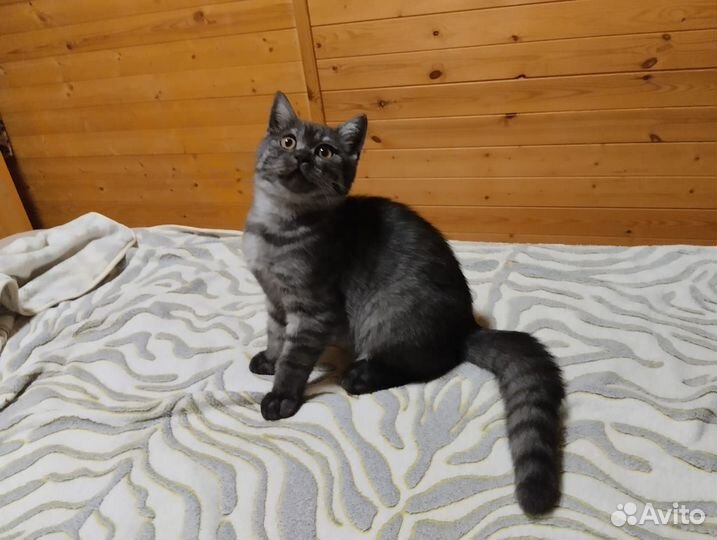 Шотландская вислоухая кошка, кот