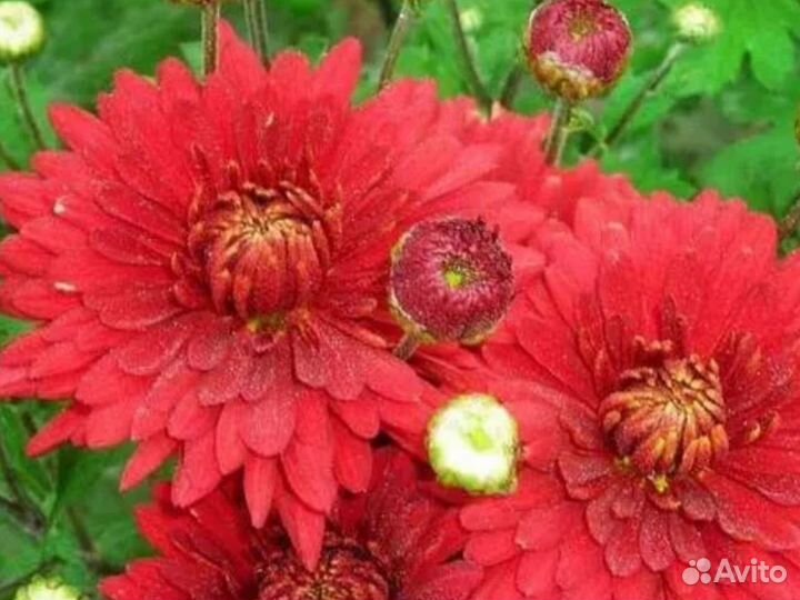 Хризантема Корейская Червона Калына Саженцы
