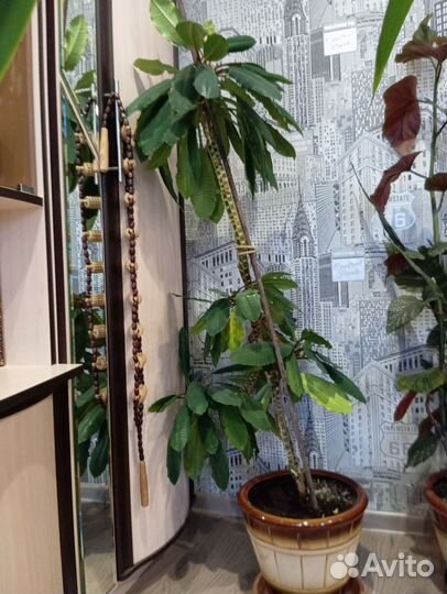 Комнатные домашние растения