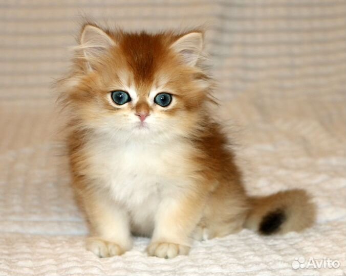 Мальчик золотая британская шиншилла