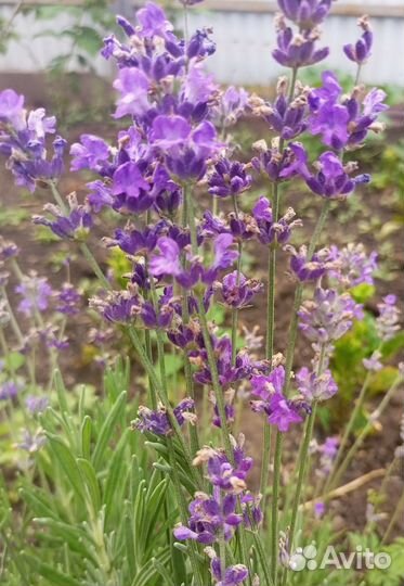 Лаванда узколистная Хидкот