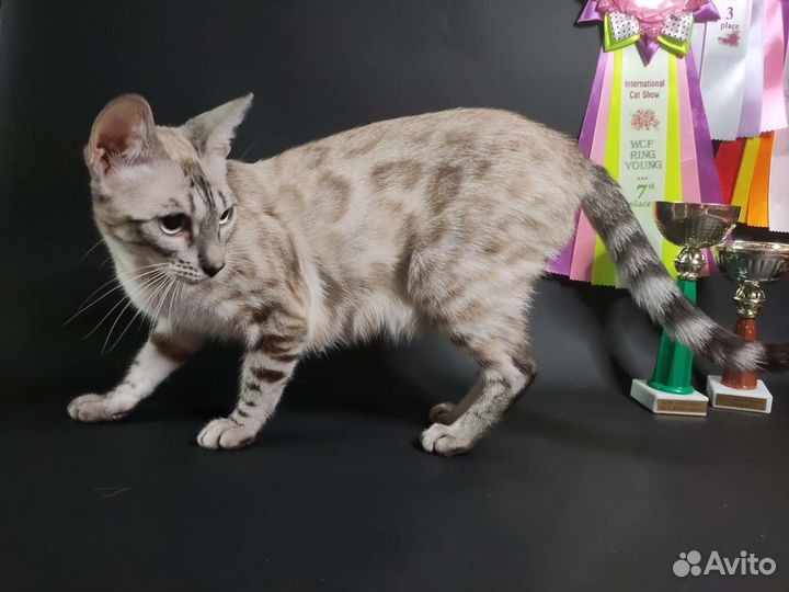 Бенгальская кошка