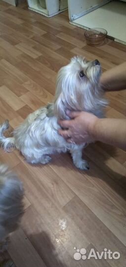 Йорки- Миники