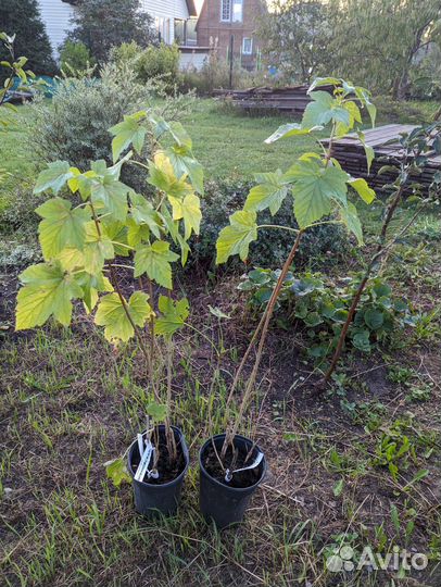 Чёрная смородина Дар Смоляниновой, Ядрёная