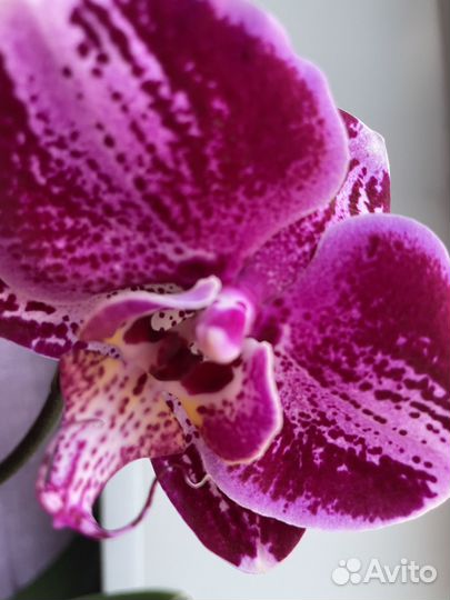 Орхидея фаленопсис