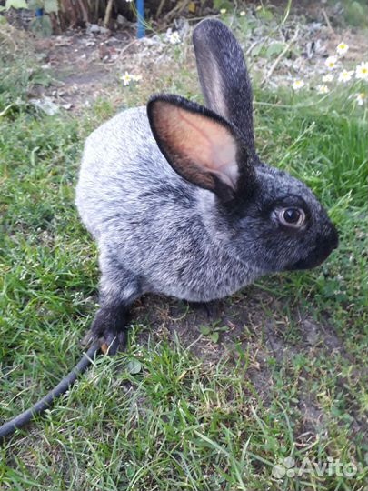 Кролики мясных пород