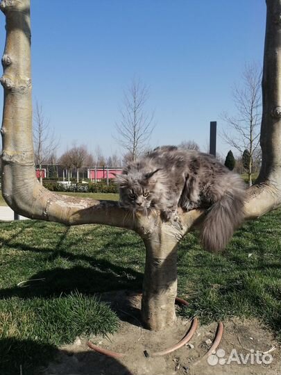 Кот мейн-кун вязка