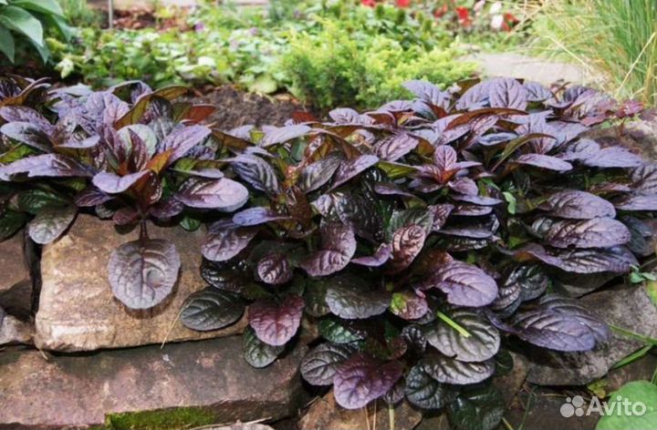 Ясколка - снег в летнем саду