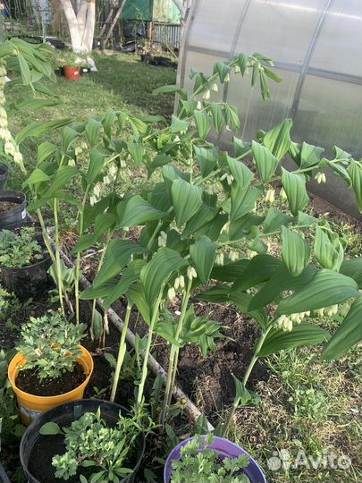 Купена, хосты, бадан