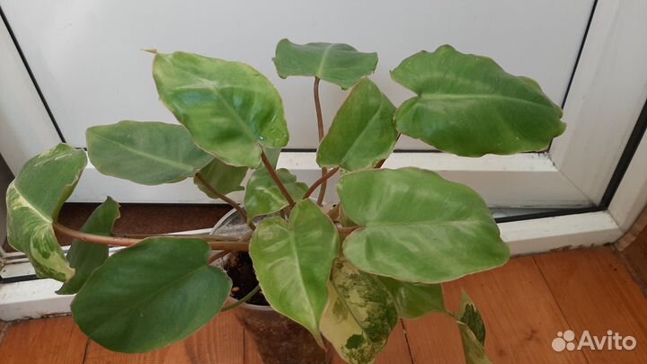 Филодендрон Бурле Маркс