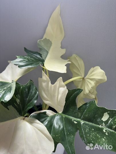 Филодендрон дракон вариегатный