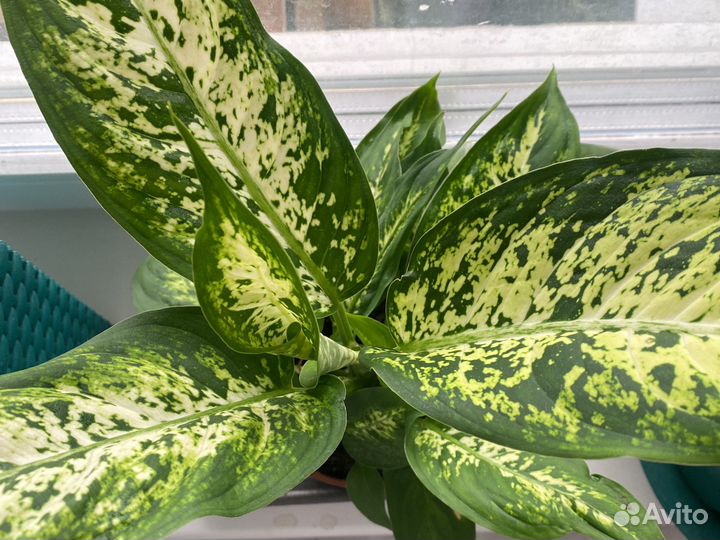 Диффенбахия офисные цветы