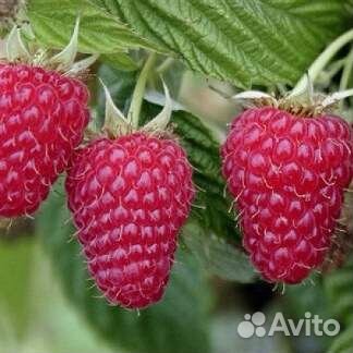 Саженцы малины