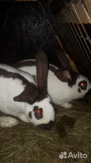 Кролики Немецкий пестрый великан