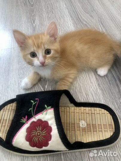 Рыжик в добрые руки