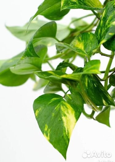 Бильбергия поникшая / Циперус