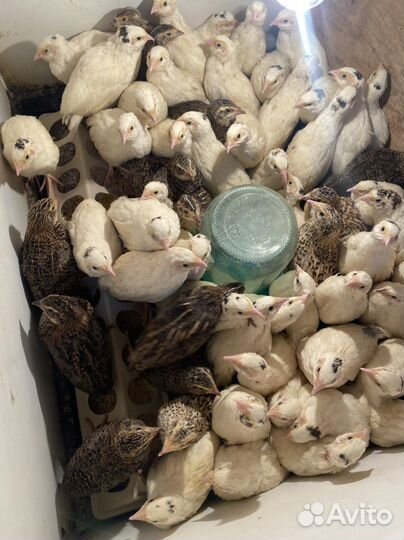 Техасский перепел