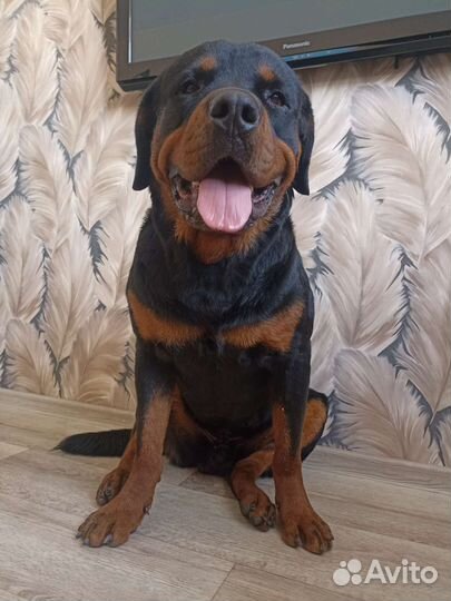 Вязка ротвейлера