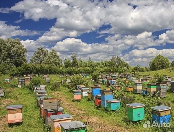 Мед 2024 года из Алтая опт