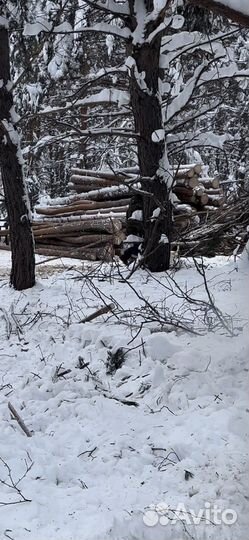 Лес кругляк сосна