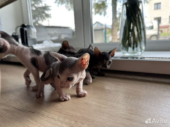 Донской сфинкс котята