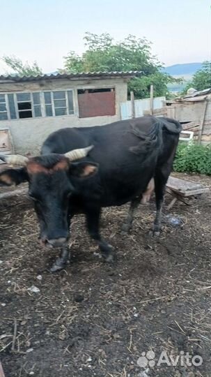 Корова дойная