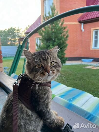 Котик в дабрые руки