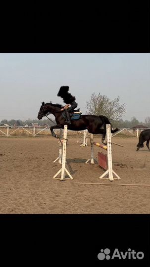 Спортивная лошадь