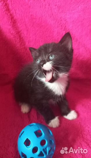 Котенок девочка в добрые руки