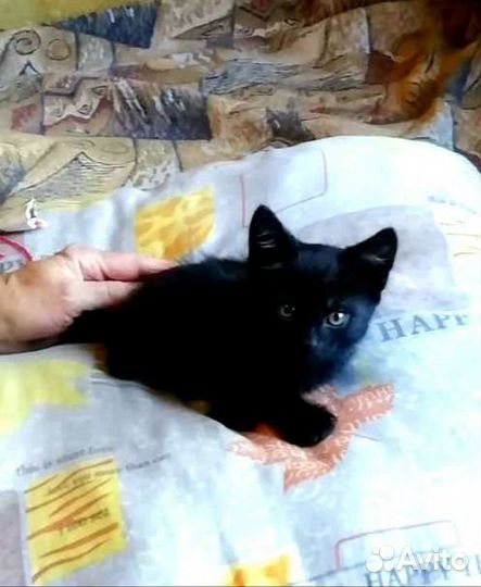 Черный котенок бесплатно