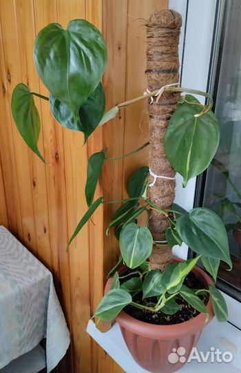 Филодендрон