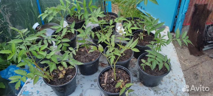 Тибетская малина саженцы