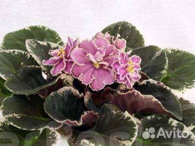 Фиалка ек-Розовый фламинго