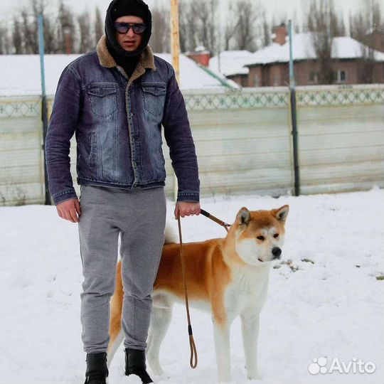 Акиты Ину Вязка