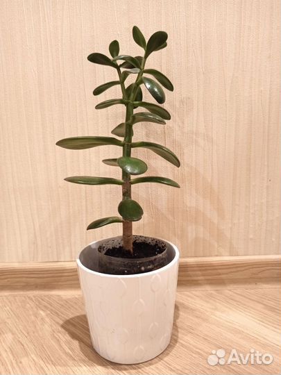 Толстянка - Денежное дерево