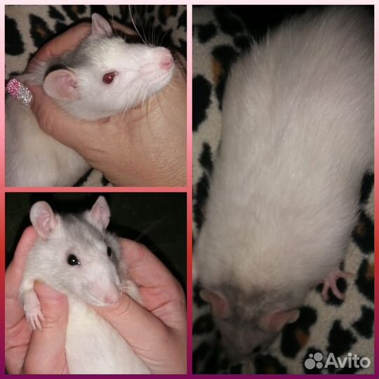 Декоративная крыса бесплатно