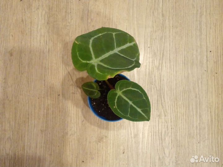 Антуриум сильвер блаш